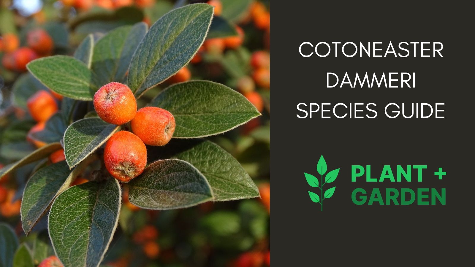 Cotoneaster Dammeri Complete Species Guide