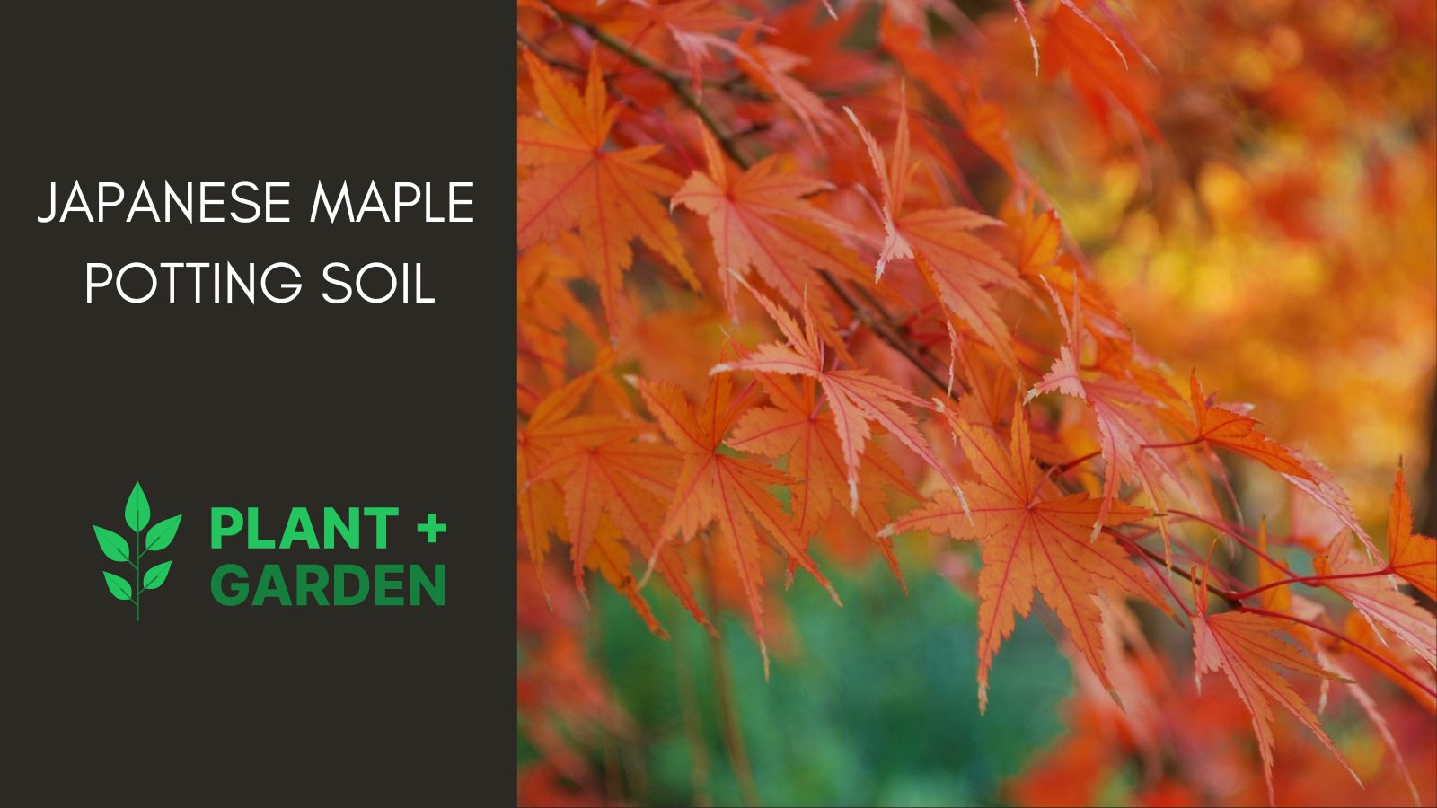 Japanese Maple Potting Soil - Must Read Guide