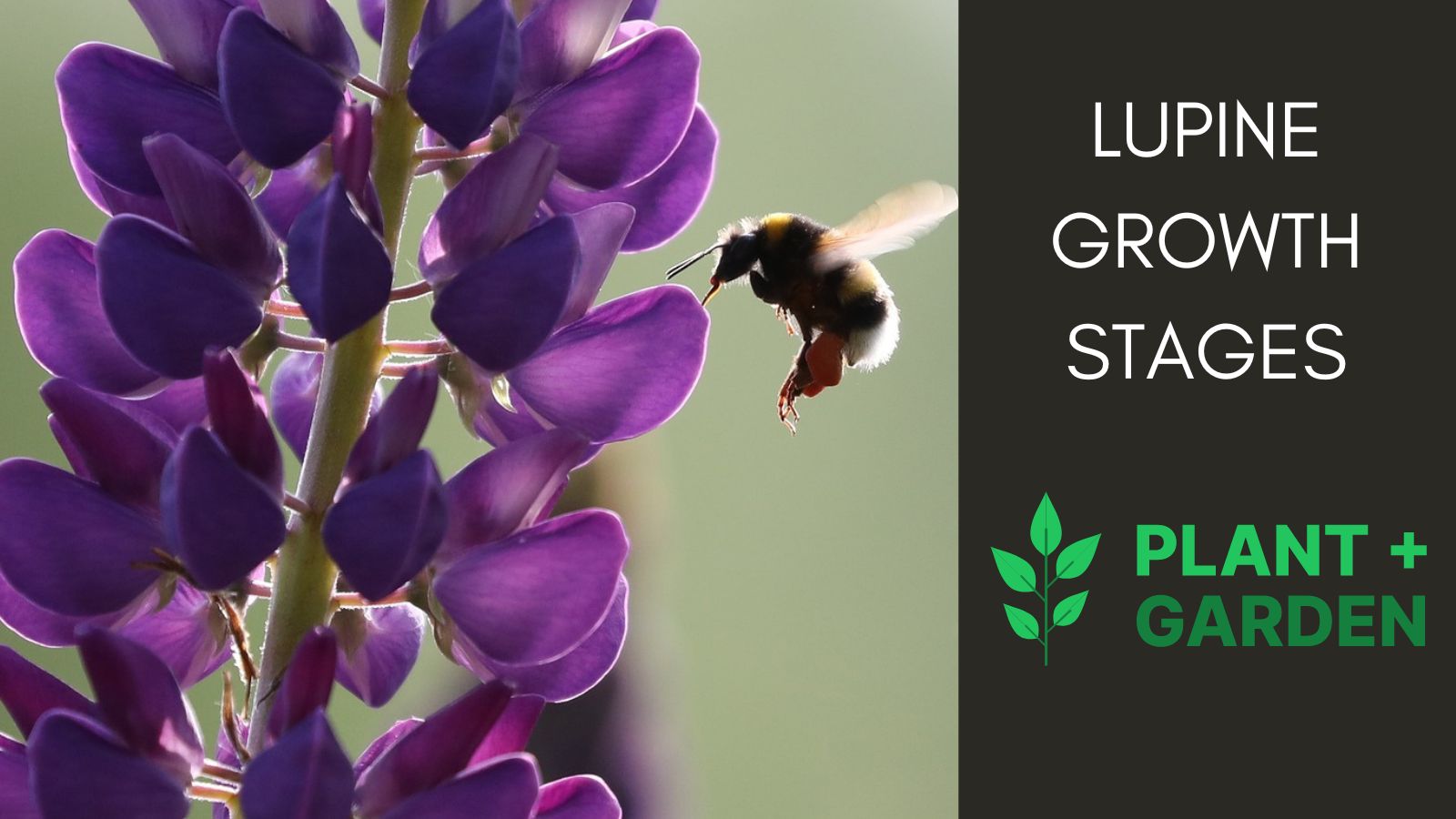 lupine-growth-stages-guide